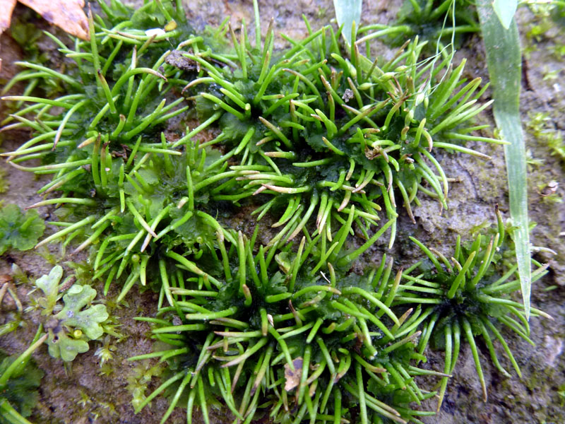 Anthoceros macounii et Riccia bifurca